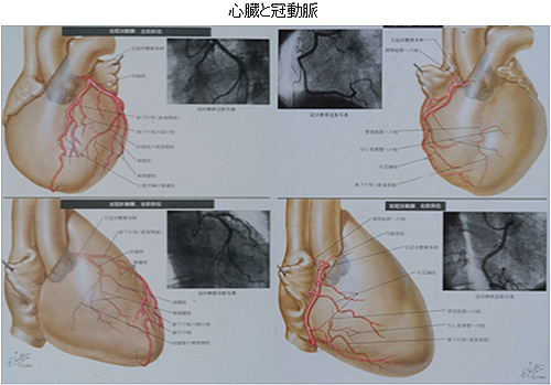 心臓と冠動脈