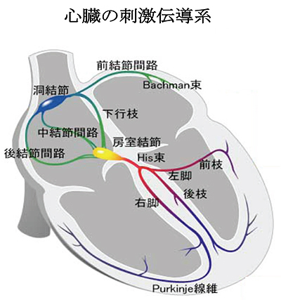 心臓の刺激伝導系