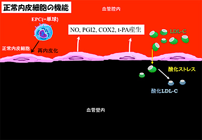 正常内皮細胞の機能